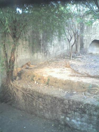 a far away tiger - A picture of a tiger lying down.