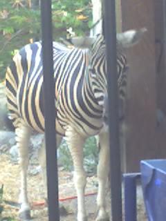 zebra - a lonely zebra.