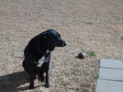 My Lab - My wonderful Lab/chow, and my turtle. Lab's name-Max Turtle's name-Buddy