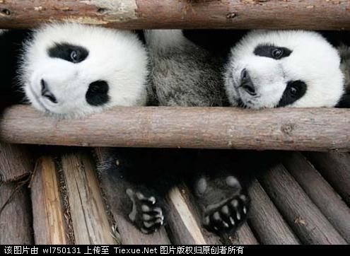 panda - you will love them if you really watch before