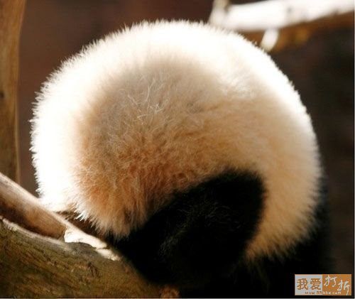 panda - they are so rarely..