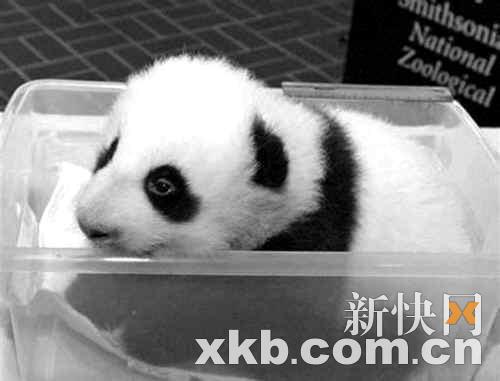 panda - i want to have one...