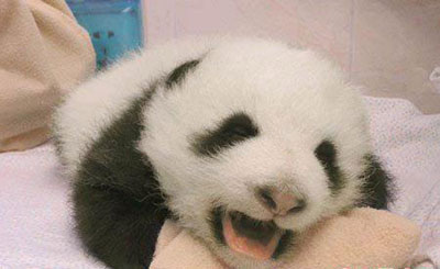 panda - she want milk....