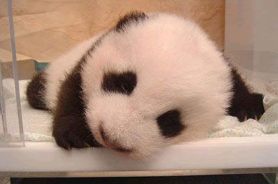 panda - oh,,,i`m tried..let me sleep...