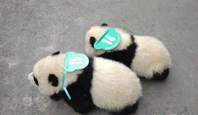 panda - where are they going???hahh