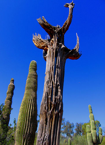 SAGUARO - SAGUARO