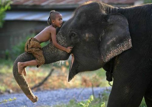 an elephant and a kid - an elephant and a kid enjoying themselves, love between mankind and animals