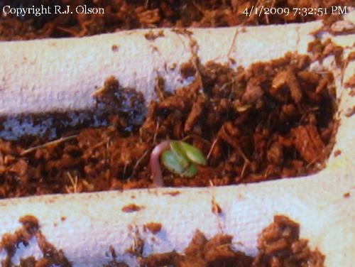 Unknown seedling - I did not mark my seeds and have no idea what this is yet.