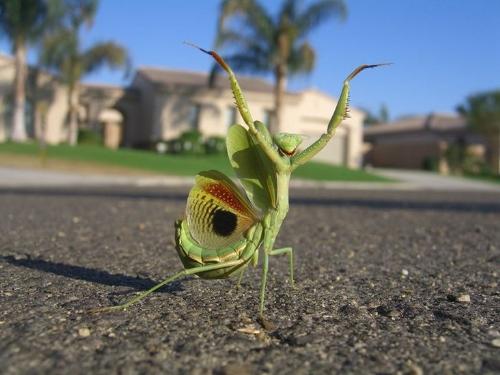 Mantis - is it dancing?