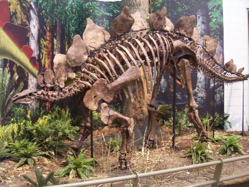 Dinosaur - Dino @ The Pittsburgh Museum
