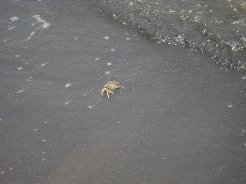crabby on the beach  - this pic was taken by me when i was playing in the beach
