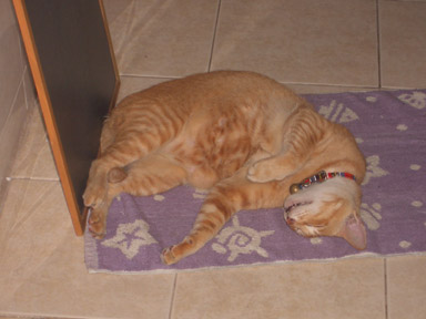 cat - a sleeping cat