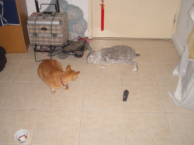 rabbit and cat - rabbit chase cat