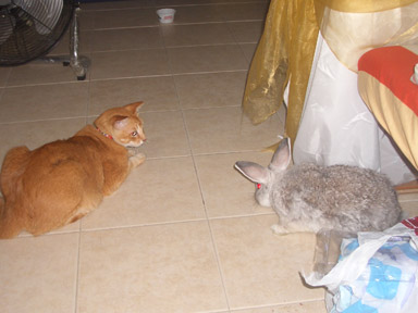 rabbit and cat - rabbit chased cat