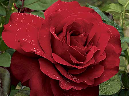 Red Rose - Do you like Red Roses???