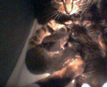 Squirrel kitty and her kittens - All the new little KITTUUNNZZZZZZZ