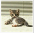 flyrock - Cat is a cute animal!I love cat!It's a best friend of human!