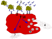 Process in Allergy - Degranulation process in allergy.1 - antigen; 2 - IgE antibody; 3 - FceRI receptor;4 - preformed mediators (histamine, proteases, chemokines, heparine); 5 - granules;6 - mast cell; 7 - newly formed mediators (prostaglandins,leukotrienes, thromboxanes, PAF)