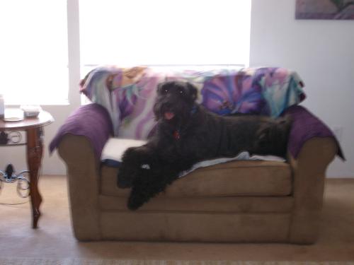 Phoebe - My Giant Schnauzer resting on the couch, nearing the end ofher time . diagnosed with metastatic bone cancer.