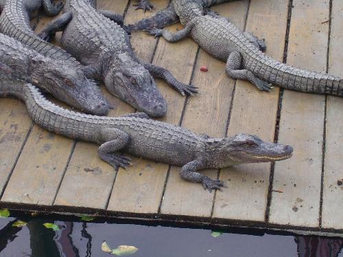 Crocs! - Crocs in Florida