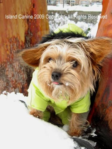 Roxy Eating Snow - Chase Snow Balls To Eat