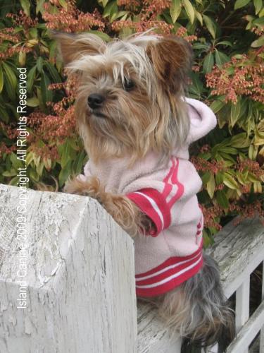 Roxy posing on the fence - Roxy Posing On The Fence At Gramas