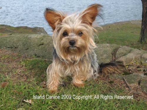 Roxy At The Beach - Roxy at the beach on a windy day being as beautiful for the camera as ever! I Love You Roxy.