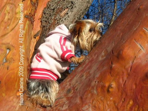 Goofy Dog - Roxy Licking the Tree