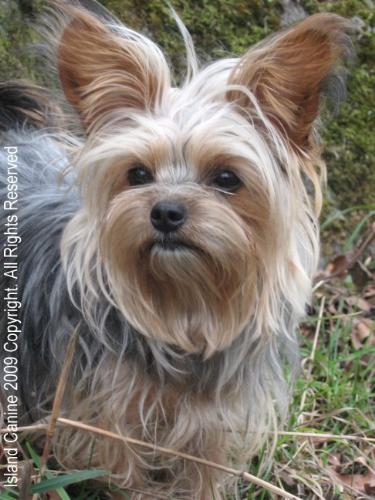 Precious Princess - Roxy Raphael