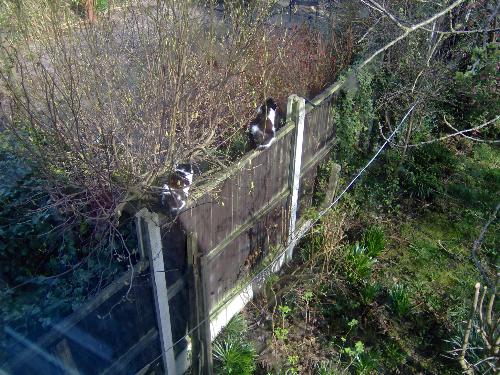 Fence Sitters - This is Felix, (in front) and Poppy enjoying a commanding view of the territory from the top of the fence.