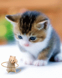 Cat and mouse -  HA , a cat and a mouse are playing with each other , Is it incredible ? Maybe ,but is so lovely and interesting .