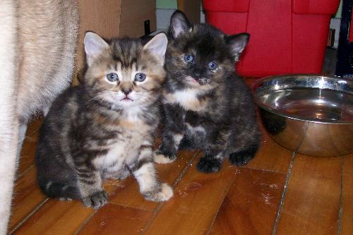 kittens - baybehs