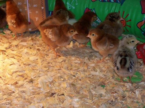 my baby chicks - Here is my newest batch of chicks. They look like they are about a week old here.