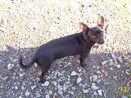 Batman - This is our little stray who found us when we were camping. As near as we can tell he is part chihuahua and part daschund. He has been with us for 3 years now.