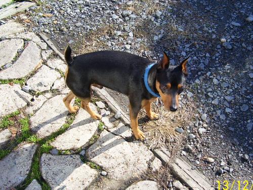 Zippy - This is our minpin Zippy. He is quite a character!