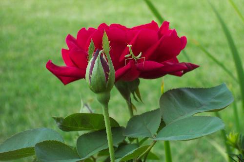 Rose w/ baby praying mantis - This baby praying mantis had just hatched out. I guess it was resting on the rose until it's wings dried, then it took off.