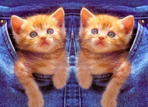 Kittens - Two yellow kittens