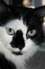 Kittens - Picture of black and white kitten