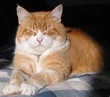 Kittens - Picture of a yellow and white kitten