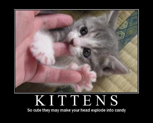 Kittens - Picture of kittens