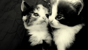 Kittens - picture of kittens