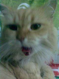 My fav. little kitty - She's roaring at me because i refuse to feed her one of fancy feast's! bad kitty!