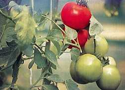 Tomato - Fruits that contain likopen, act as antioxidants