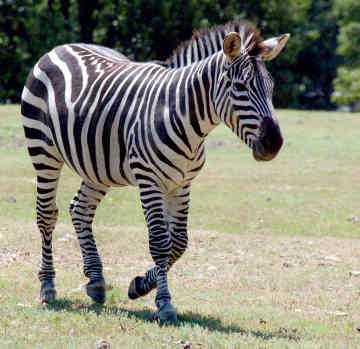 What do you think about Zebra ? - Zebra&#039;s are white with black strips or black with white strips