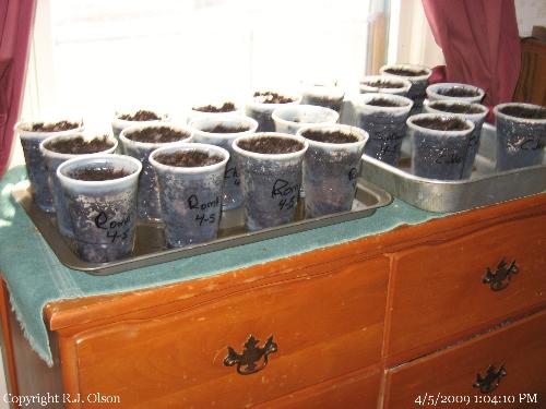 Seeds started - Yet more seeds started for my garden in Minnesota. Seeds started - Yet more seeds started for my garden in Minnesota.
