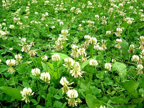 Clover - Have you ever found a four leaf clover? This was taken because of that idea, in my yard.