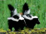 skunks - skunks as pets, pet skunks