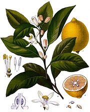 gooseberry - rich source of vit c