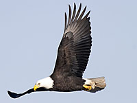 eagle - Beautiful Bald Eagle