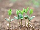 seeds begin to sprout - Seeds germinate in Spring